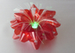 Iridescent film Optical Fiber LED Ribbon Bow , 3.75" Lighting LED Gift Bow supplier